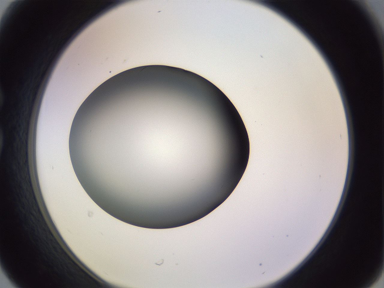 folderID359_plateID1359_batchID4716_wellNum30_profileID1_d1_r82121_ef.jpg