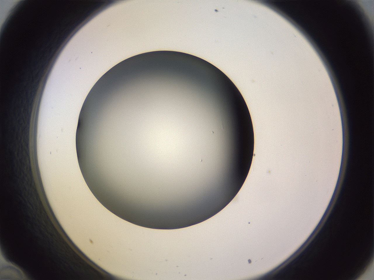 folderID359_plateID1359_batchID4716_wellNum34_profileID1_d1_r82125_ef.jpg