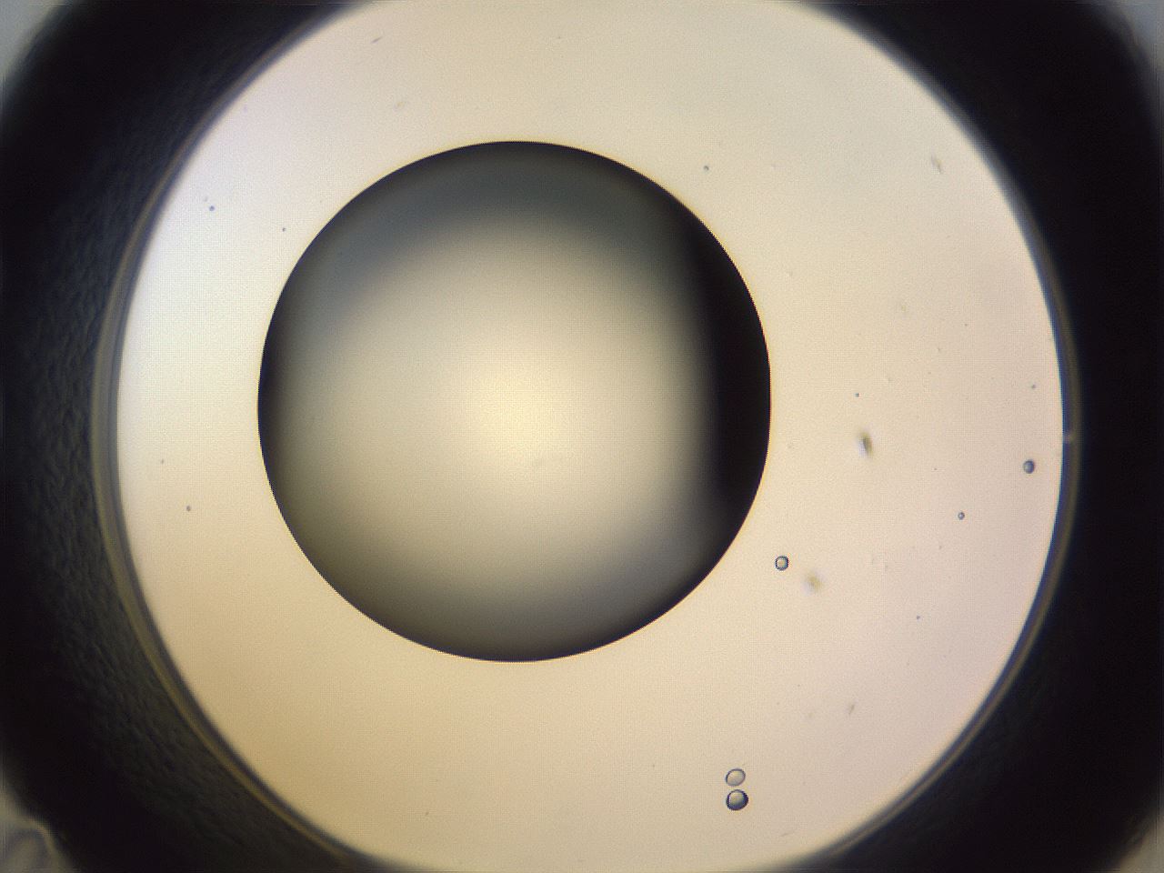 folderID359_plateID1359_batchID4716_wellNum35_profileID1_d1_r82126_ef.jpg