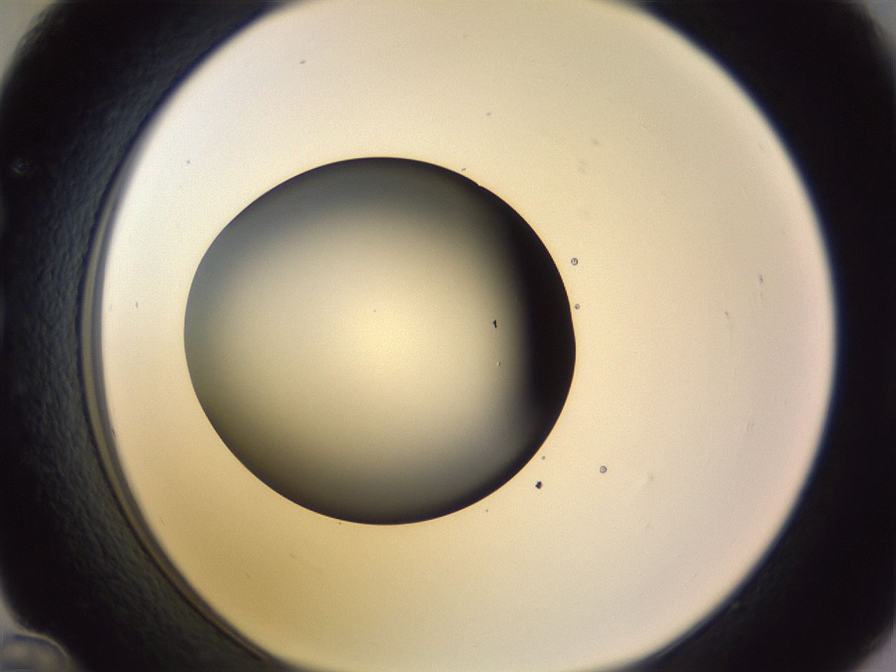 folderID359_plateID1359_batchID4716_wellNum36_profileID1_d1_r82127_ef.jpg