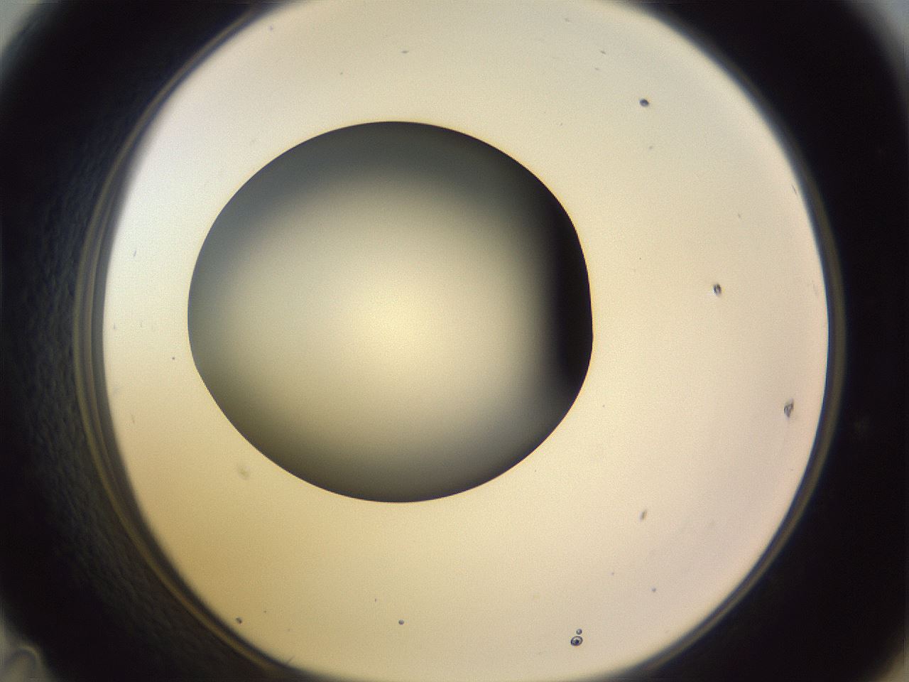 folderID359_plateID1359_batchID4716_wellNum47_profileID1_d1_r82138_ef.jpg