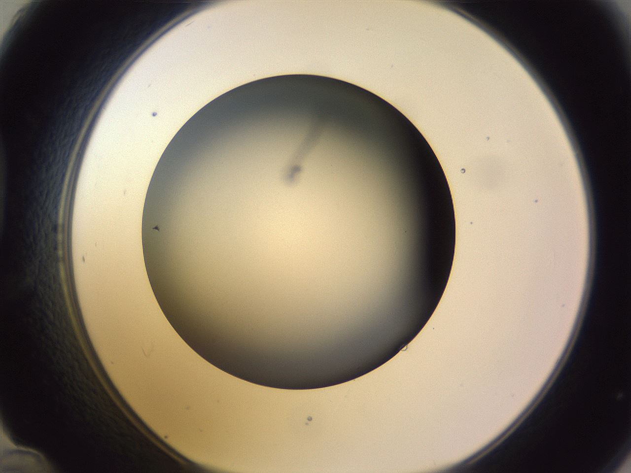 folderID359_plateID1359_batchID4716_wellNum48_profileID1_d1_r82139_ef.jpg