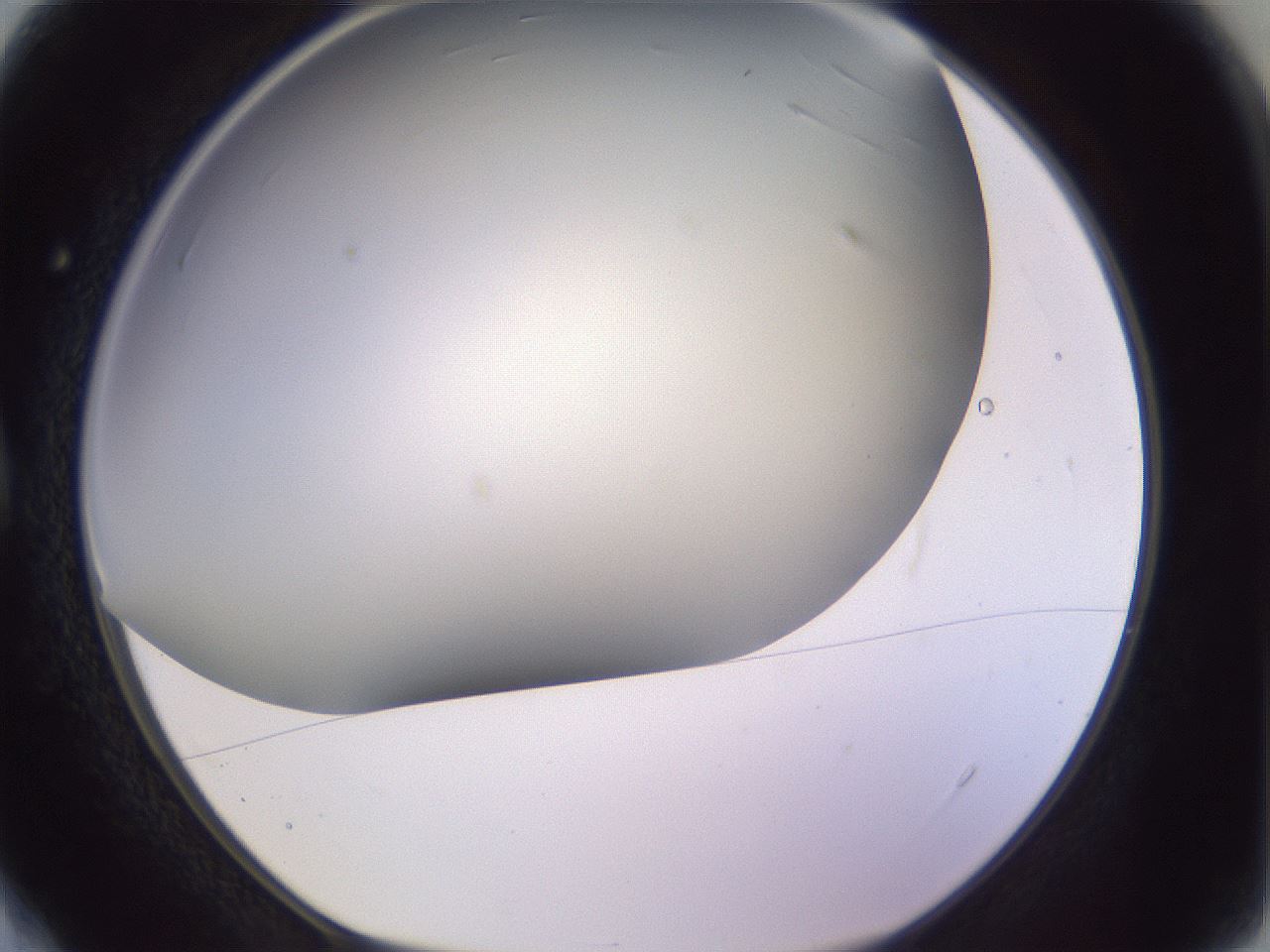 folderID359_plateID1359_batchID4716_wellNum4_profileID1_d1_r82095_ef.jpg