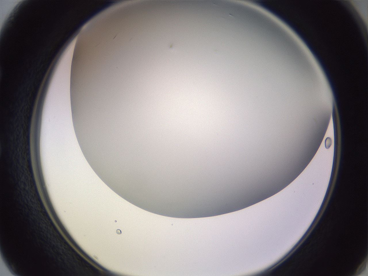folderID359_plateID1359_batchID4716_wellNum50_profileID1_d1_r82141_ef.jpg