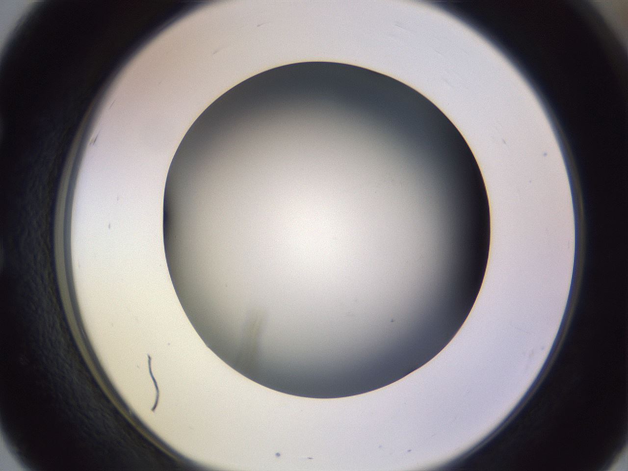 folderID359_plateID1359_batchID4716_wellNum51_profileID1_d1_r82142_ef.jpg
