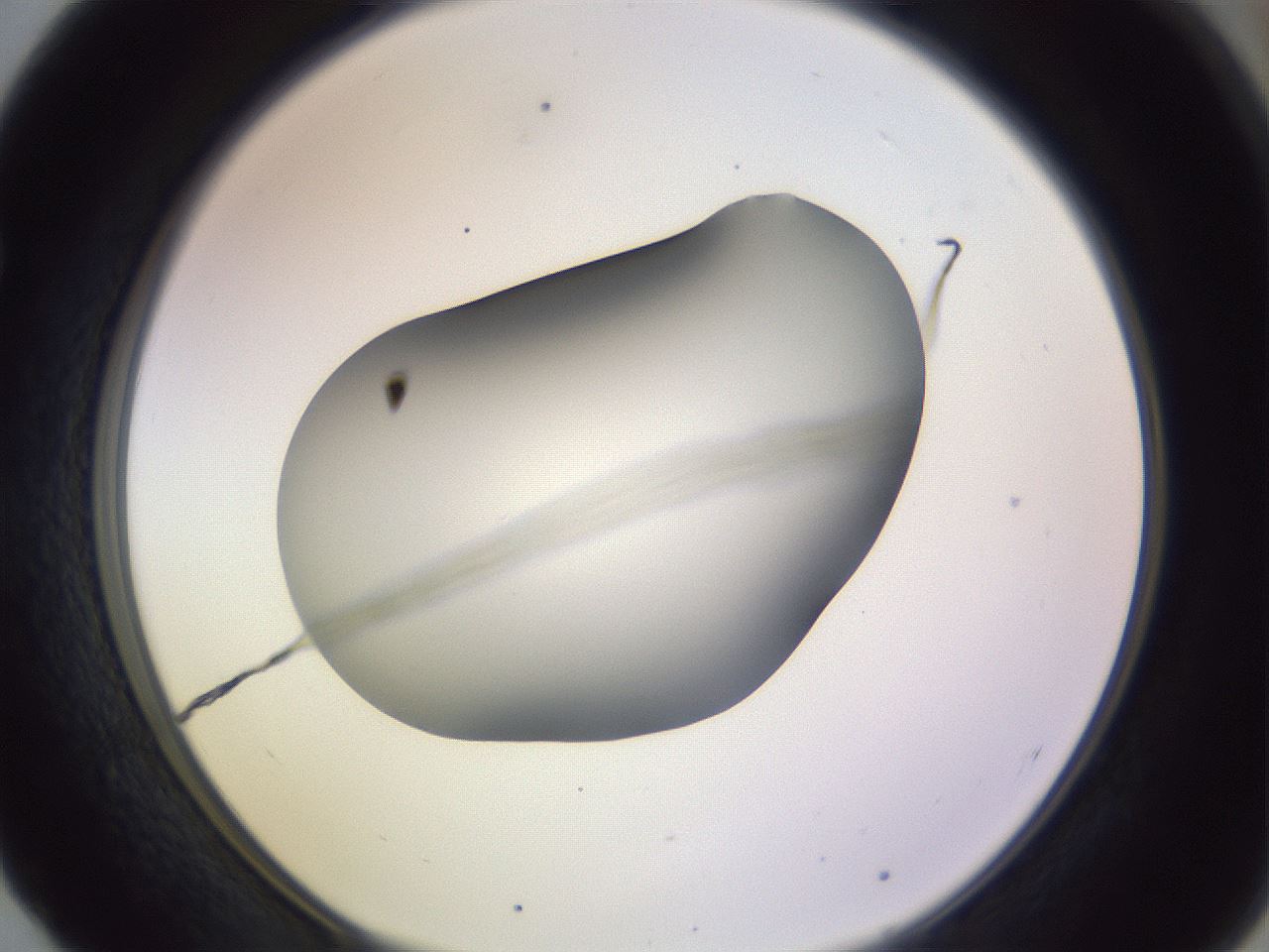 folderID359_plateID1359_batchID4716_wellNum52_profileID1_d1_r82143_ef.jpg