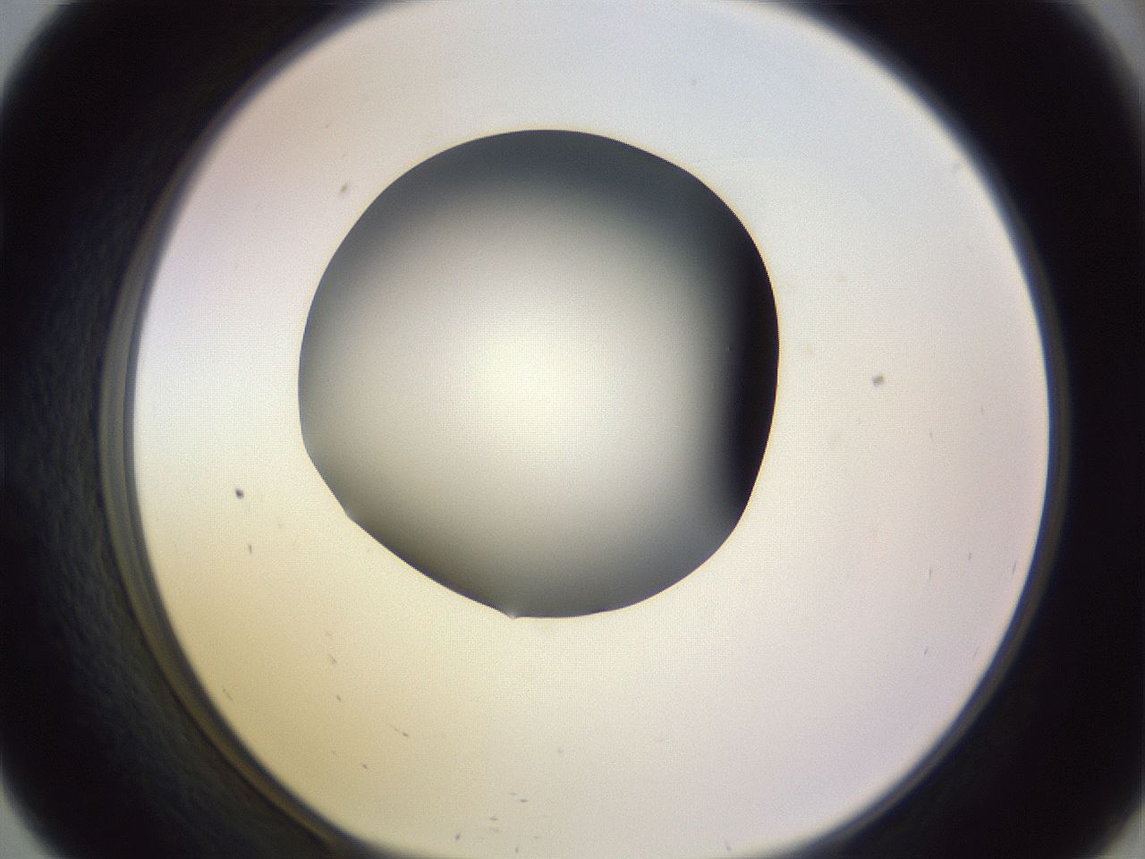 folderID359_plateID1359_batchID4716_wellNum57_profileID1_d1_r82148_ef.jpg