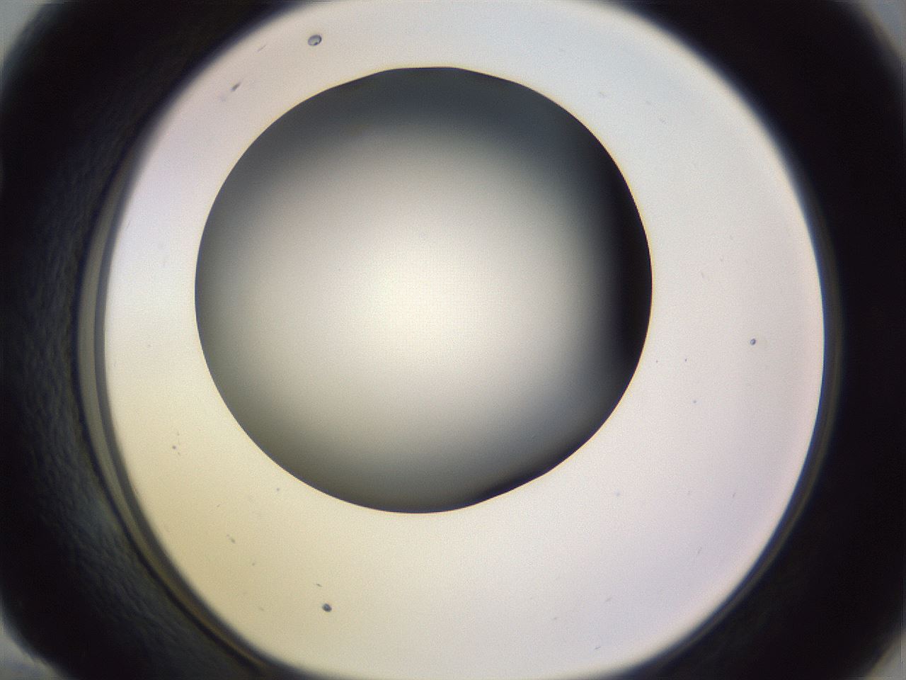 folderID359_plateID1359_batchID4716_wellNum58_profileID1_d1_r82149_ef.jpg