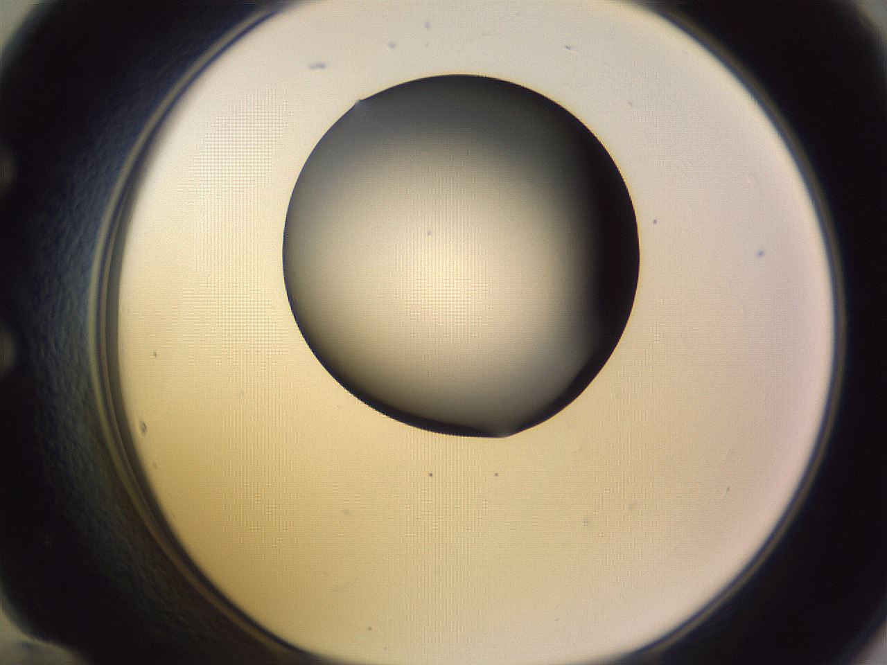 folderID359_plateID1359_batchID4716_wellNum60_profileID1_d1_r82151_ef.jpg