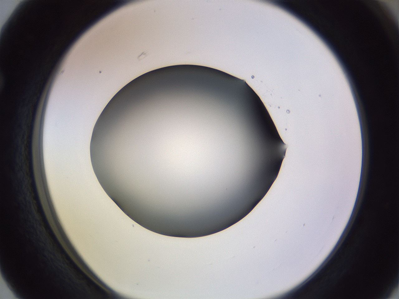 folderID359_plateID1359_batchID4716_wellNum63_profileID1_d1_r82154_ef.jpg