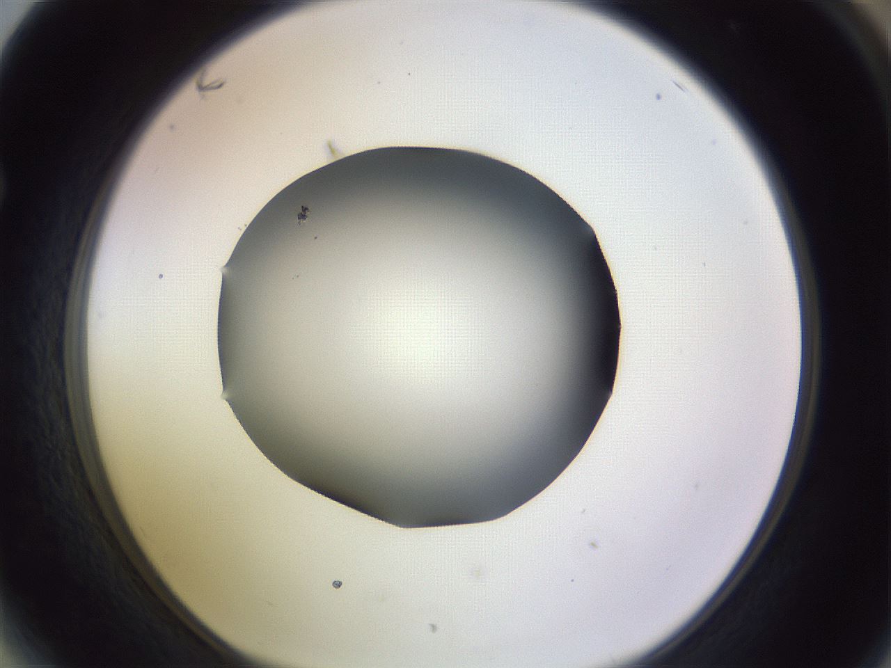 folderID359_plateID1359_batchID4716_wellNum64_profileID1_d1_r82155_ef.jpg