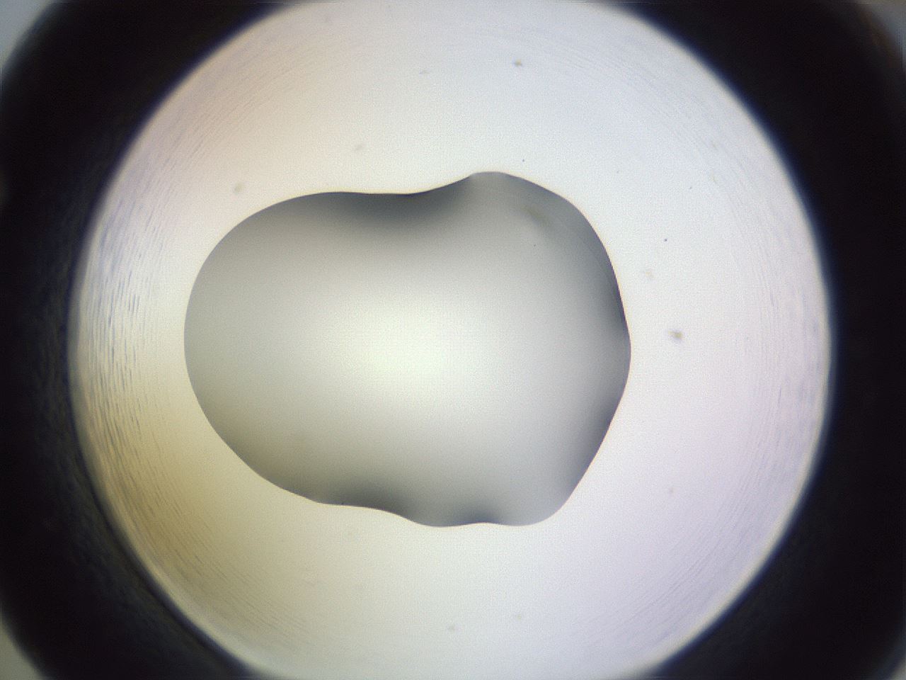 folderID359_plateID1359_batchID4716_wellNum65_profileID1_d1_r82156_ef.jpg