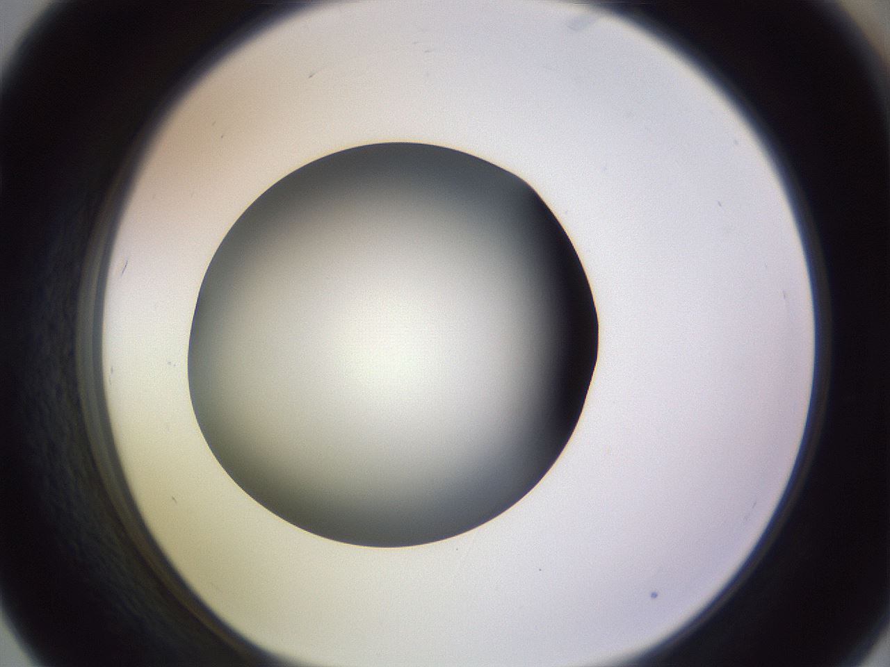 folderID359_plateID1359_batchID4716_wellNum67_profileID1_d1_r82158_ef.jpg