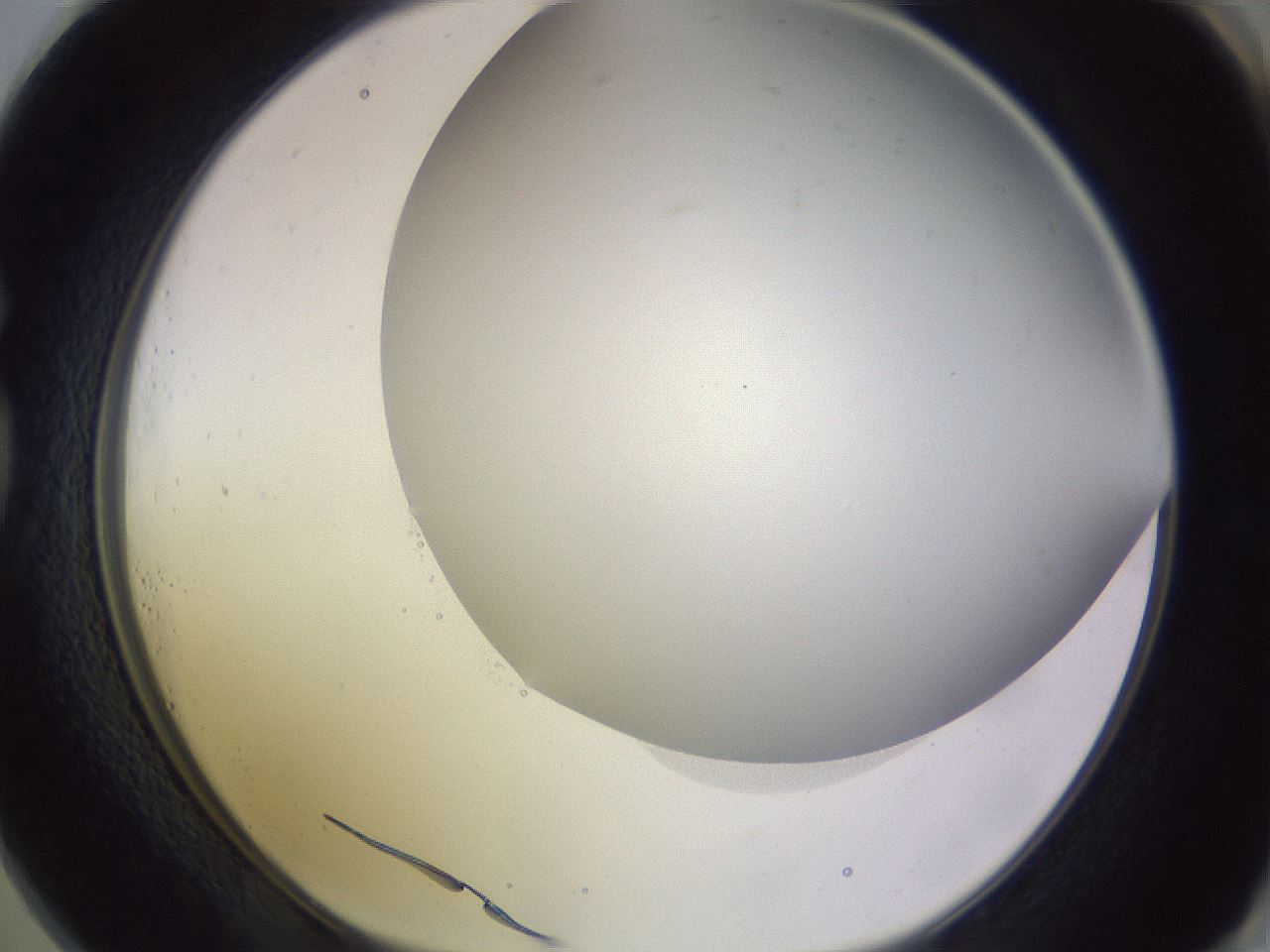 folderID359_plateID1359_batchID4716_wellNum73_profileID1_d1_r82164_ef.jpg