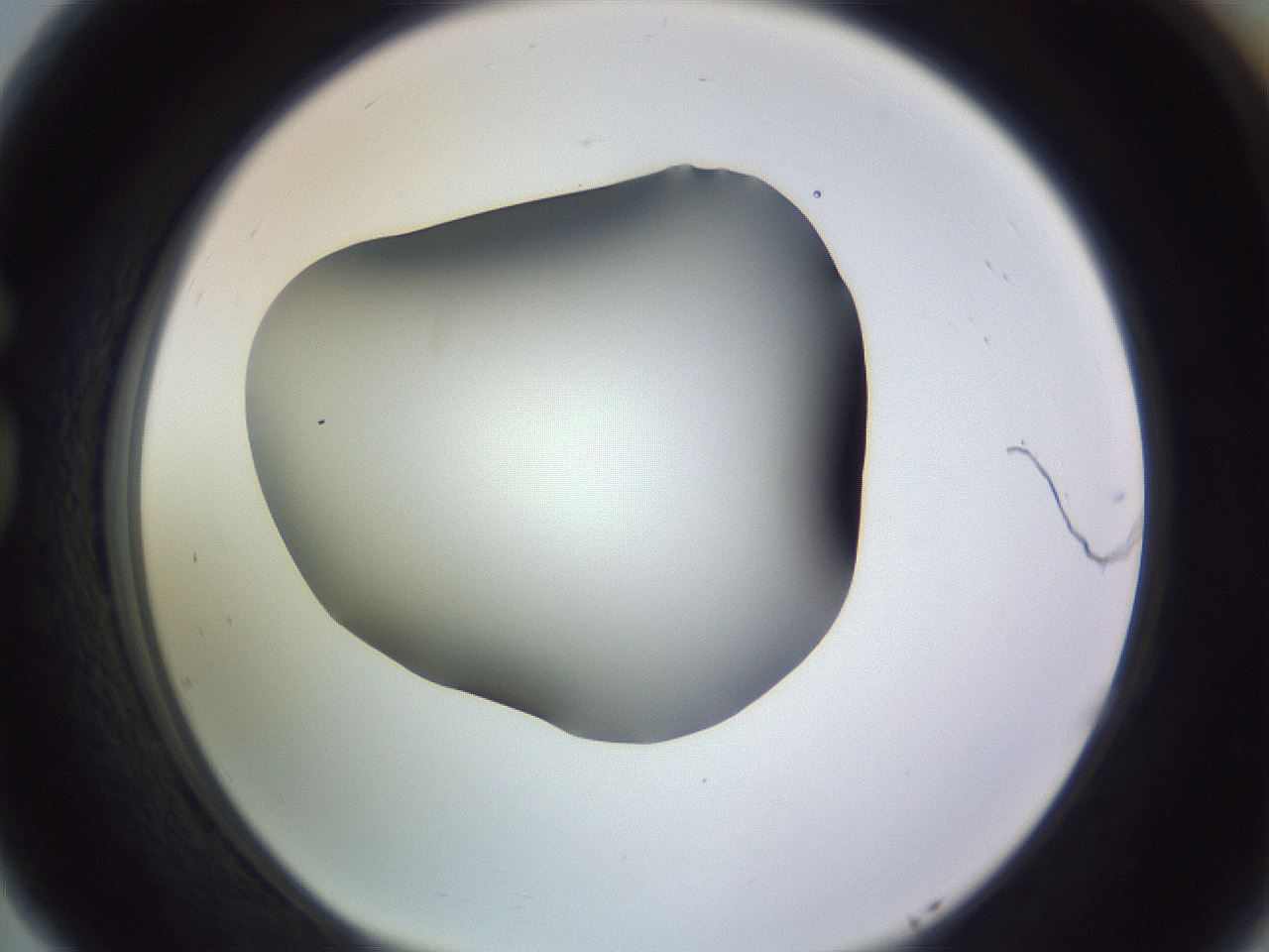folderID359_plateID1359_batchID4716_wellNum77_profileID1_d1_r82168_ef.jpg