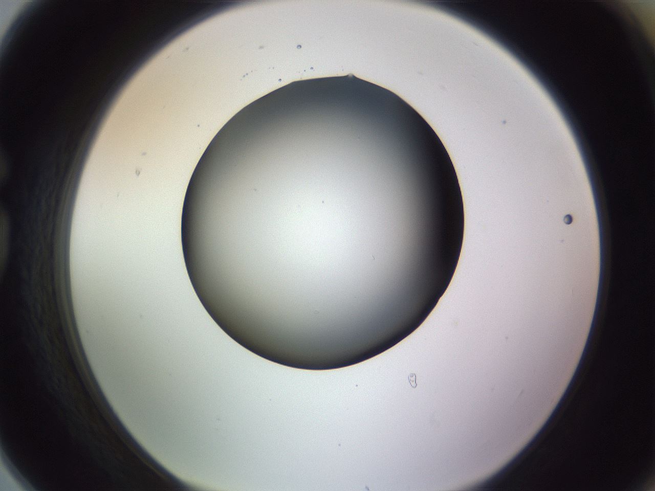 folderID359_plateID1359_batchID4716_wellNum78_profileID1_d1_r82169_ef.jpg