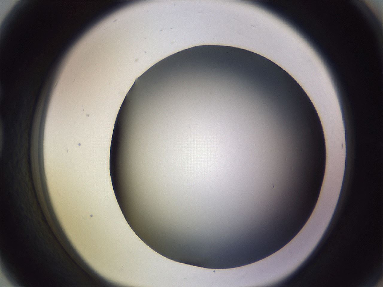 folderID359_plateID1359_batchID4716_wellNum80_profileID1_d1_r82171_ef.jpg