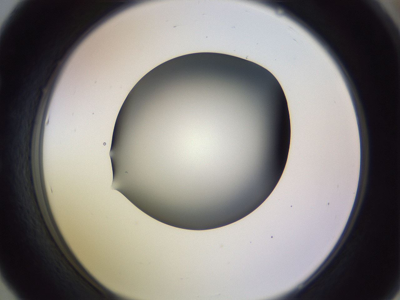 folderID359_plateID1359_batchID4716_wellNum53_profileID1_d1_r82144_ef.jpg