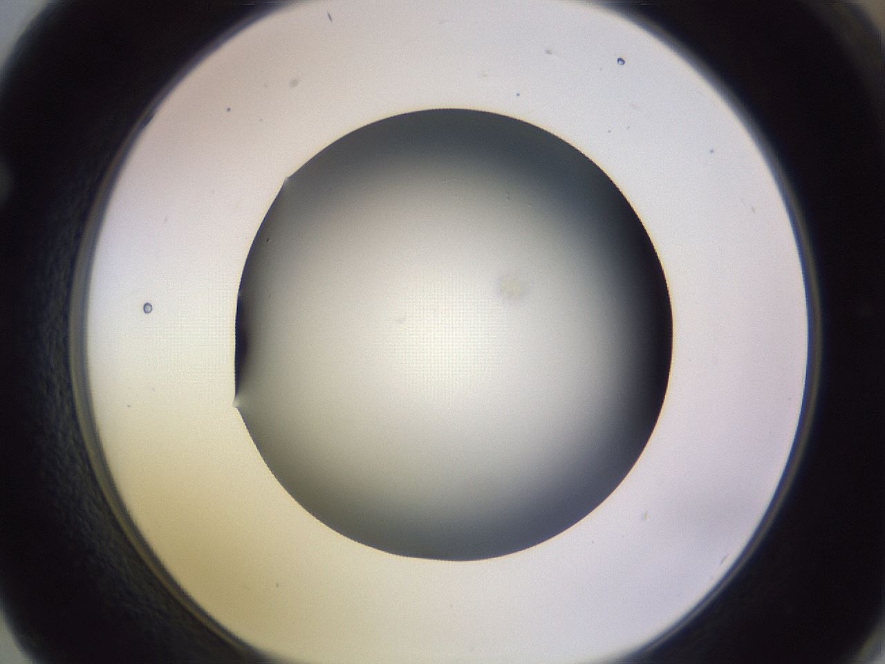 folderID359_plateID1359_batchID4716_wellNum62_profileID1_d1_r82153_ef.jpg