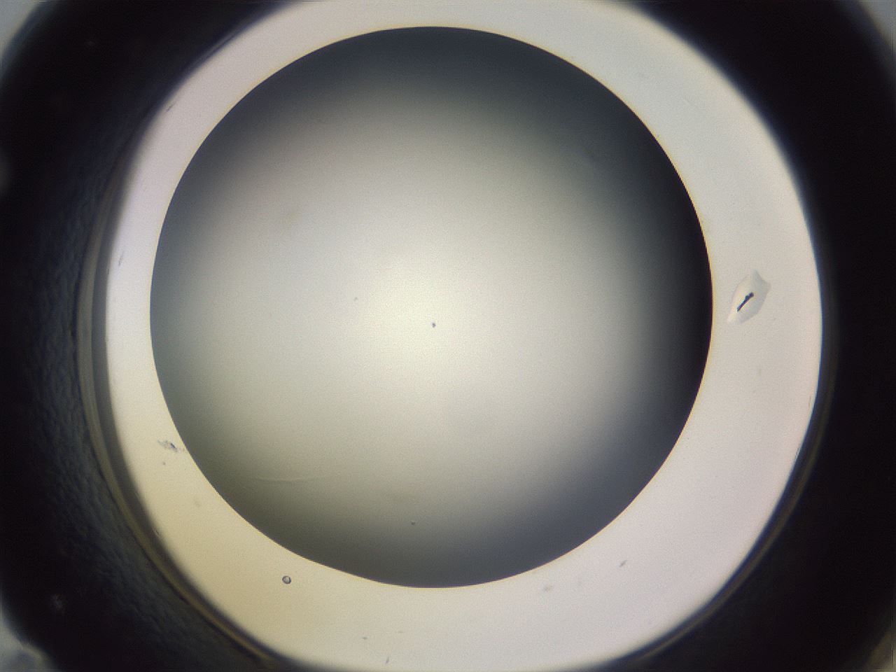 folderID359_plateID1359_batchID4716_wellNum71_profileID1_d1_r82162_ef.jpg