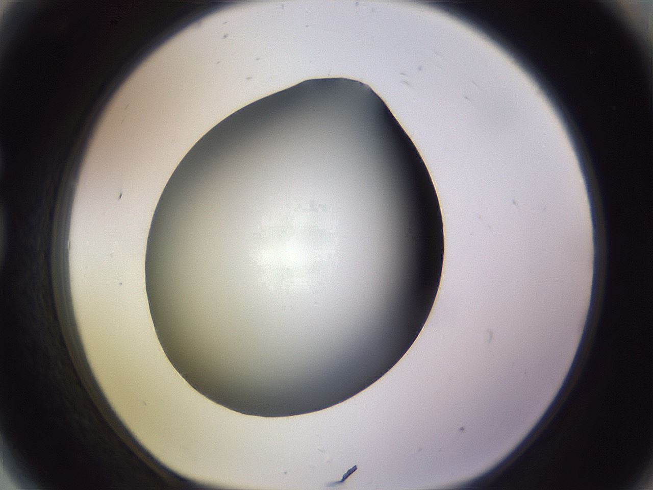 folderID359_plateID1359_batchID4716_wellNum81_profileID1_d1_r82172_ef.jpg