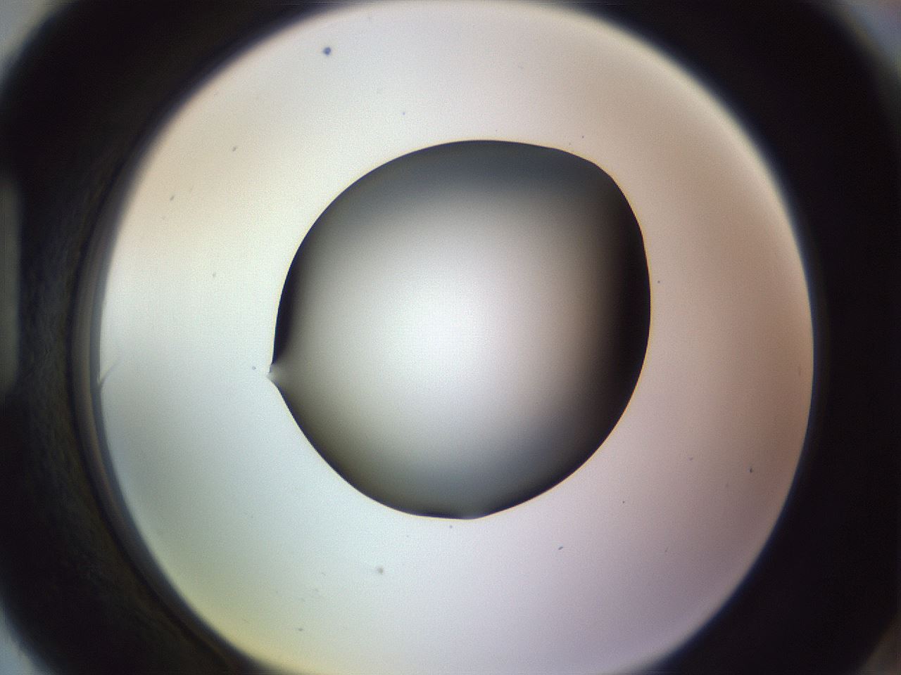 folderID359_plateID1359_batchID4716_wellNum90_profileID1_d1_r82181_ef.jpg