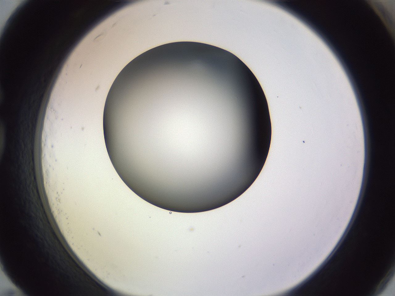 folderID359_plateID1359_batchID4716_wellNum83_profileID1_d1_r82174_ef.jpg