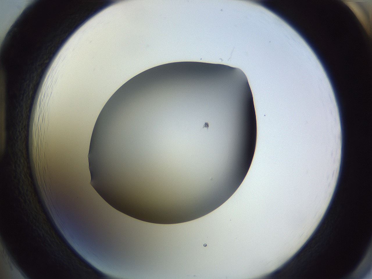 folderID359_plateID1359_batchID4716_wellNum85_profileID1_d1_r82176_ef.jpg