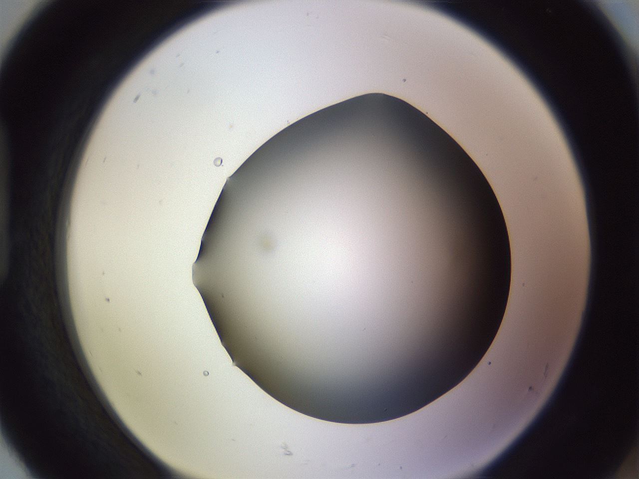 folderID359_plateID1359_batchID4716_wellNum92_profileID1_d1_r82183_ef.jpg