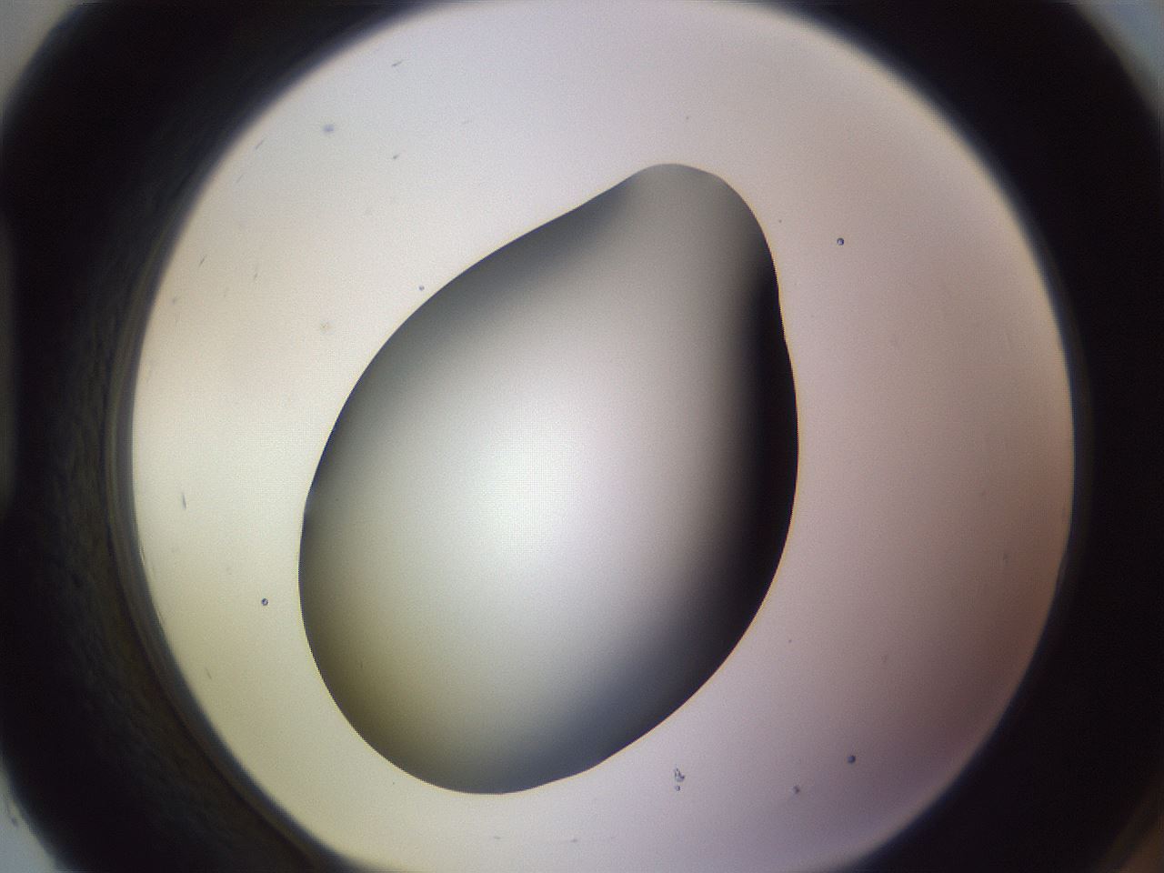 folderID359_plateID1359_batchID4716_wellNum93_profileID1_d1_r82184_ef.jpg