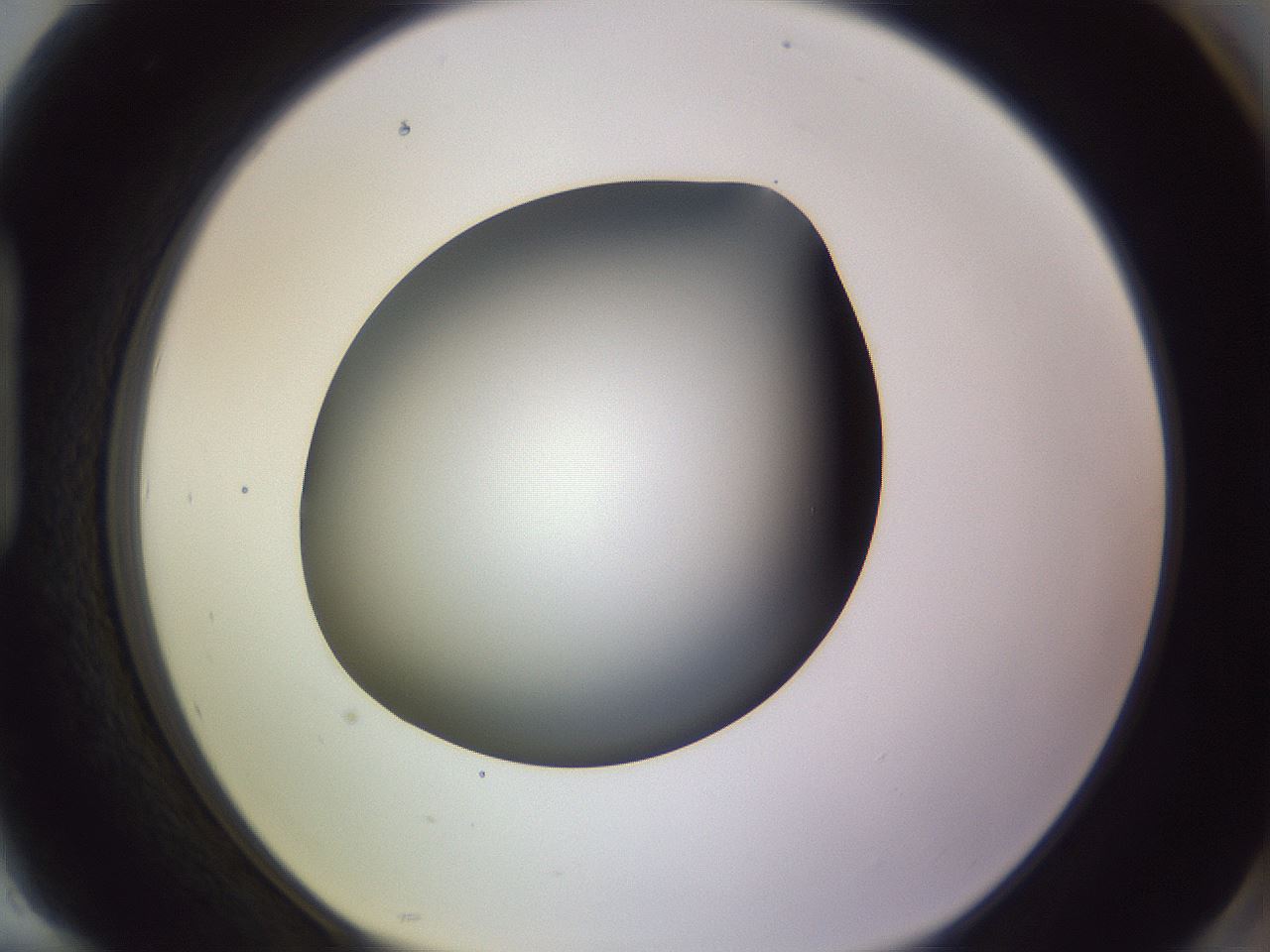 folderID359_plateID1359_batchID4716_wellNum94_profileID1_d1_r82185_ef.jpg