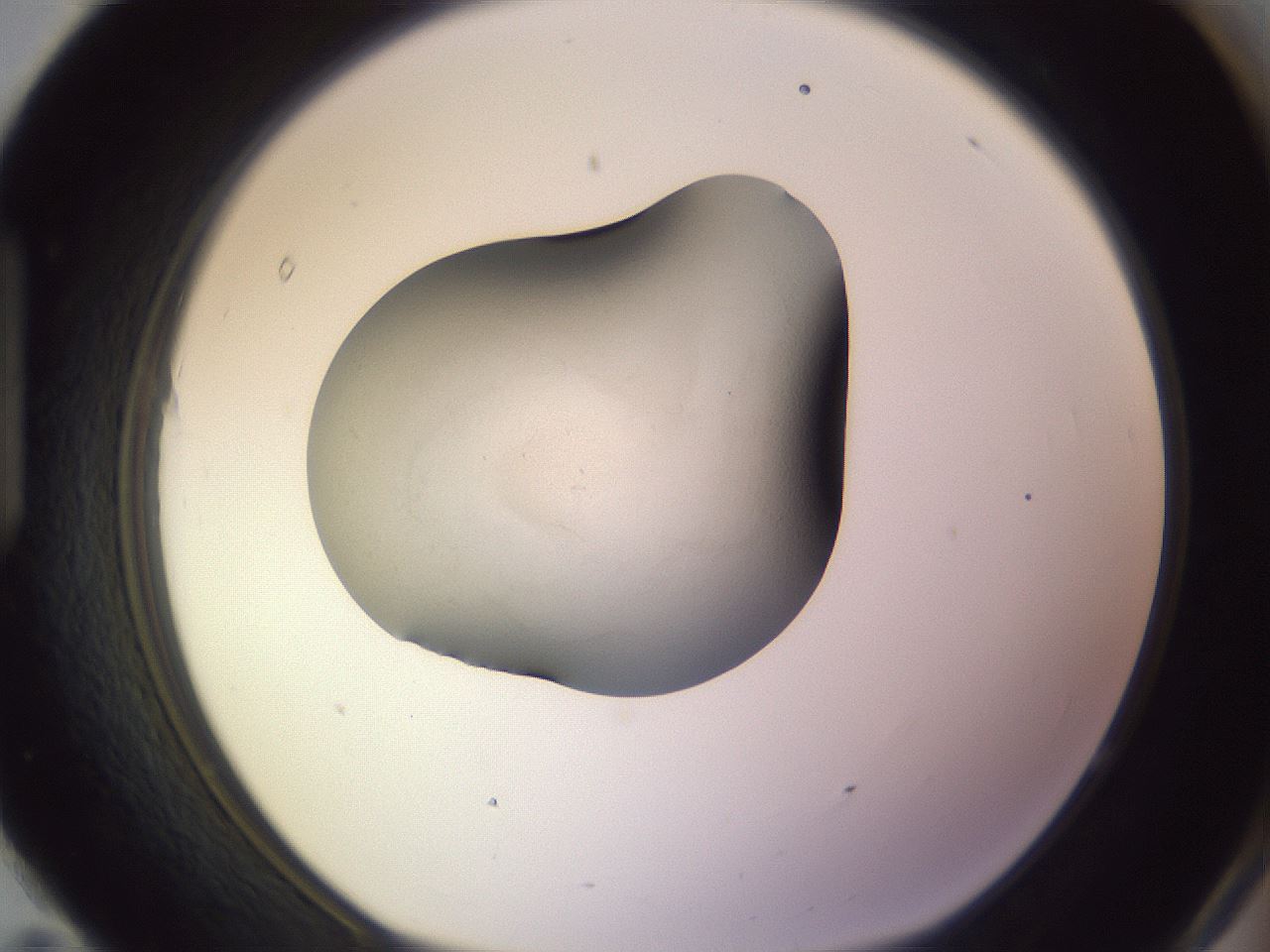 folderID359_plateID1359_batchID4716_wellNum95_profileID1_d1_r82186_ef.jpg