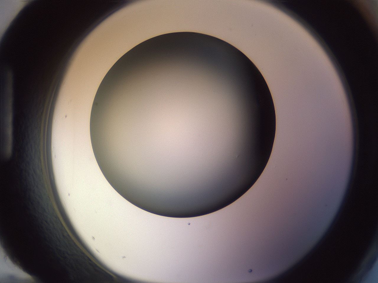 folderID359_plateID1359_batchID4716_wellNum96_profileID1_d1_r82187_ef.jpg