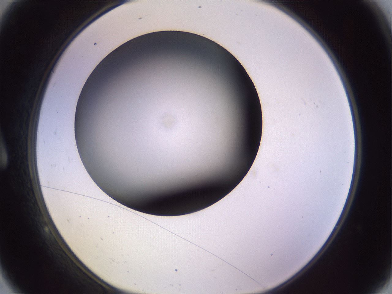 folderID359_plateID1359_batchID4716_wellNum9_profileID1_d1_r82100_ef.jpg