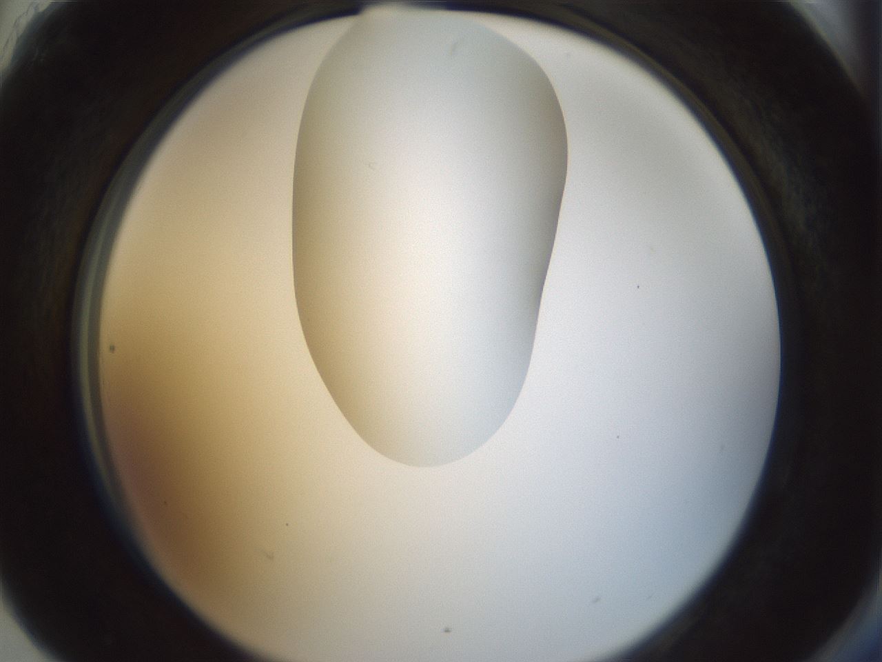 folderID154_plateID1154_batchID3121_wellNum90_profileID1_d2_r61072_ef.jpg