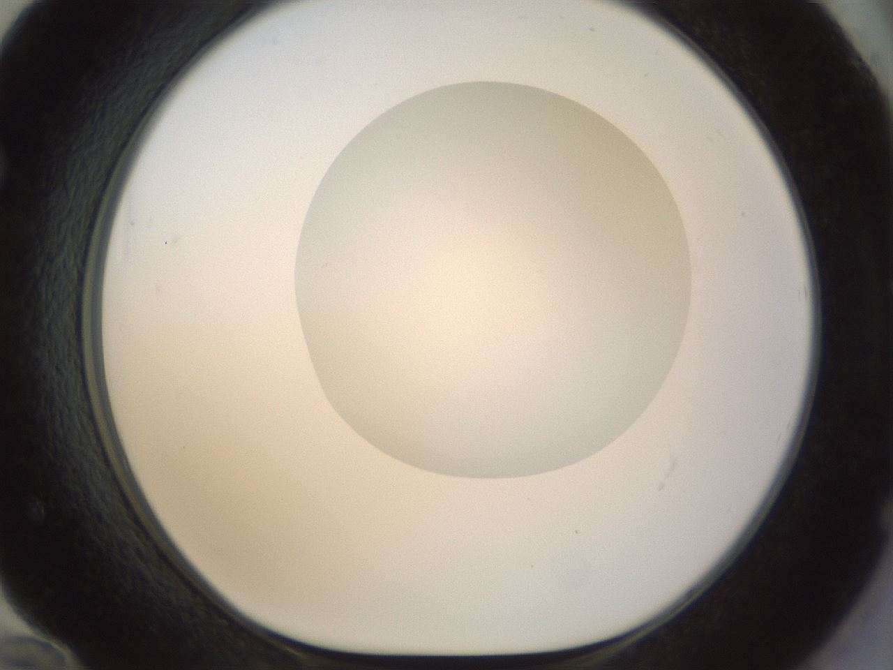 folderID155_plateID1155_batchID3205_wellNum72_profileID1_d1_r62573_ef.jpg
