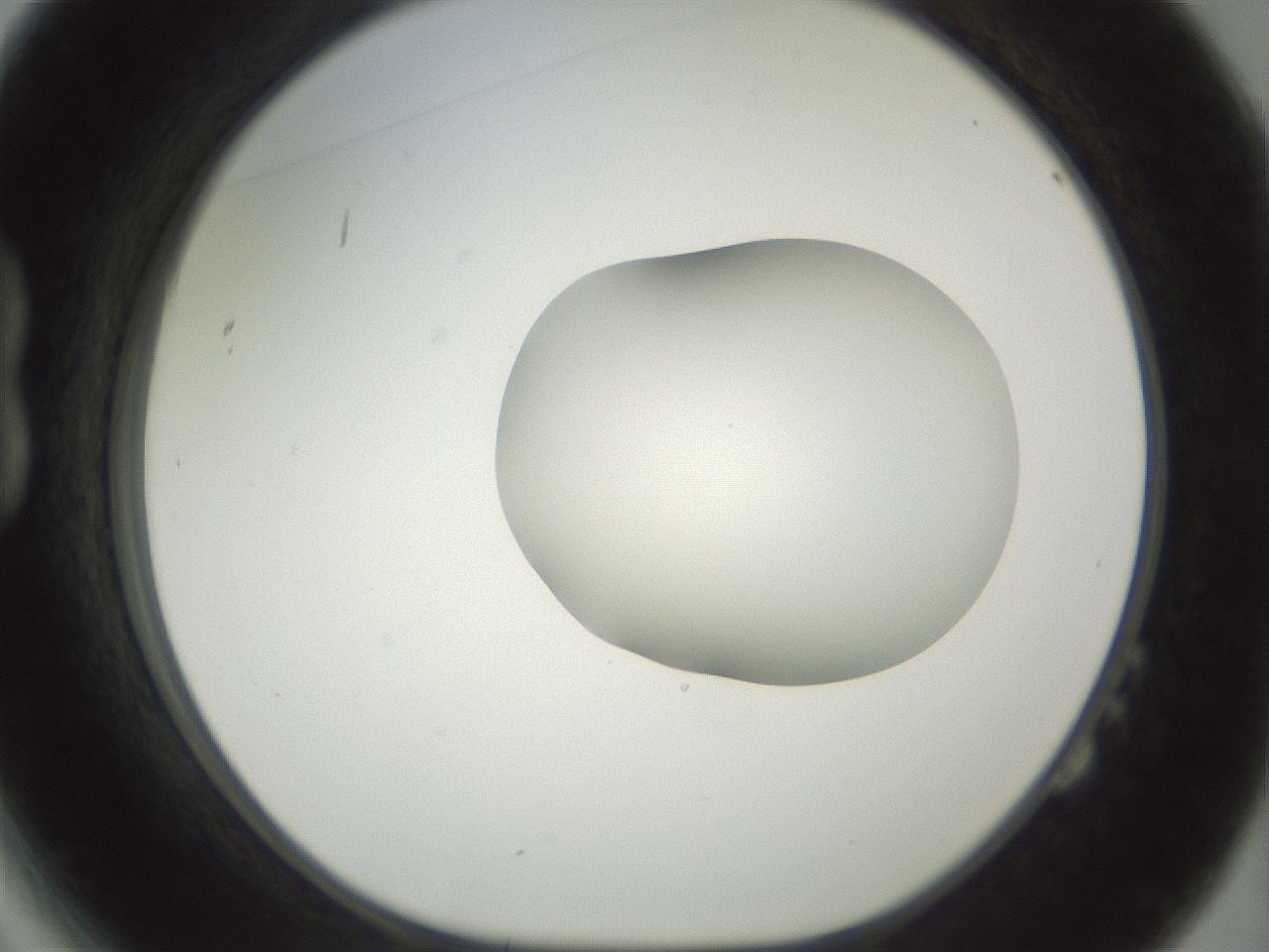folderID156_plateID1156_batchID3128_wellNum14_profileID1_d1_r63609_ef.jpg