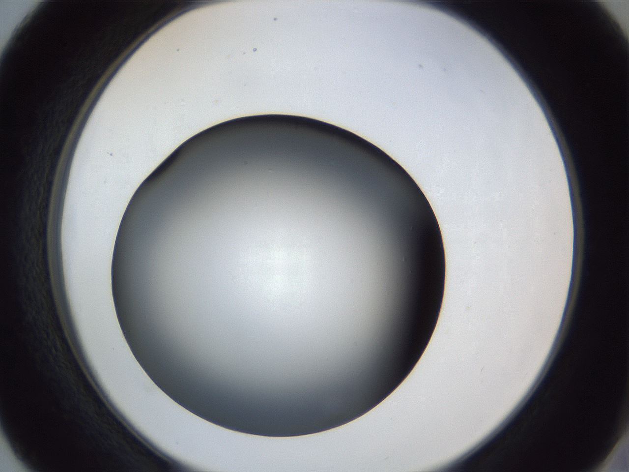folderID364_plateID1364_batchID4726_wellNum40_profileID1_d2_r82655_ef.jpg