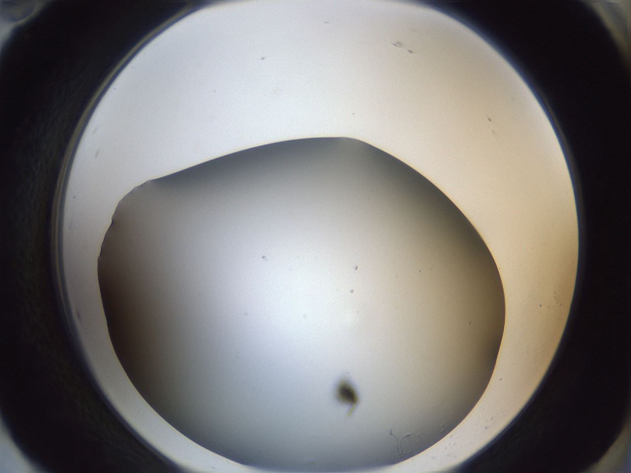 folderID364_plateID1364_batchID4726_wellNum94_profileID1_d2_r82763_ef.jpg