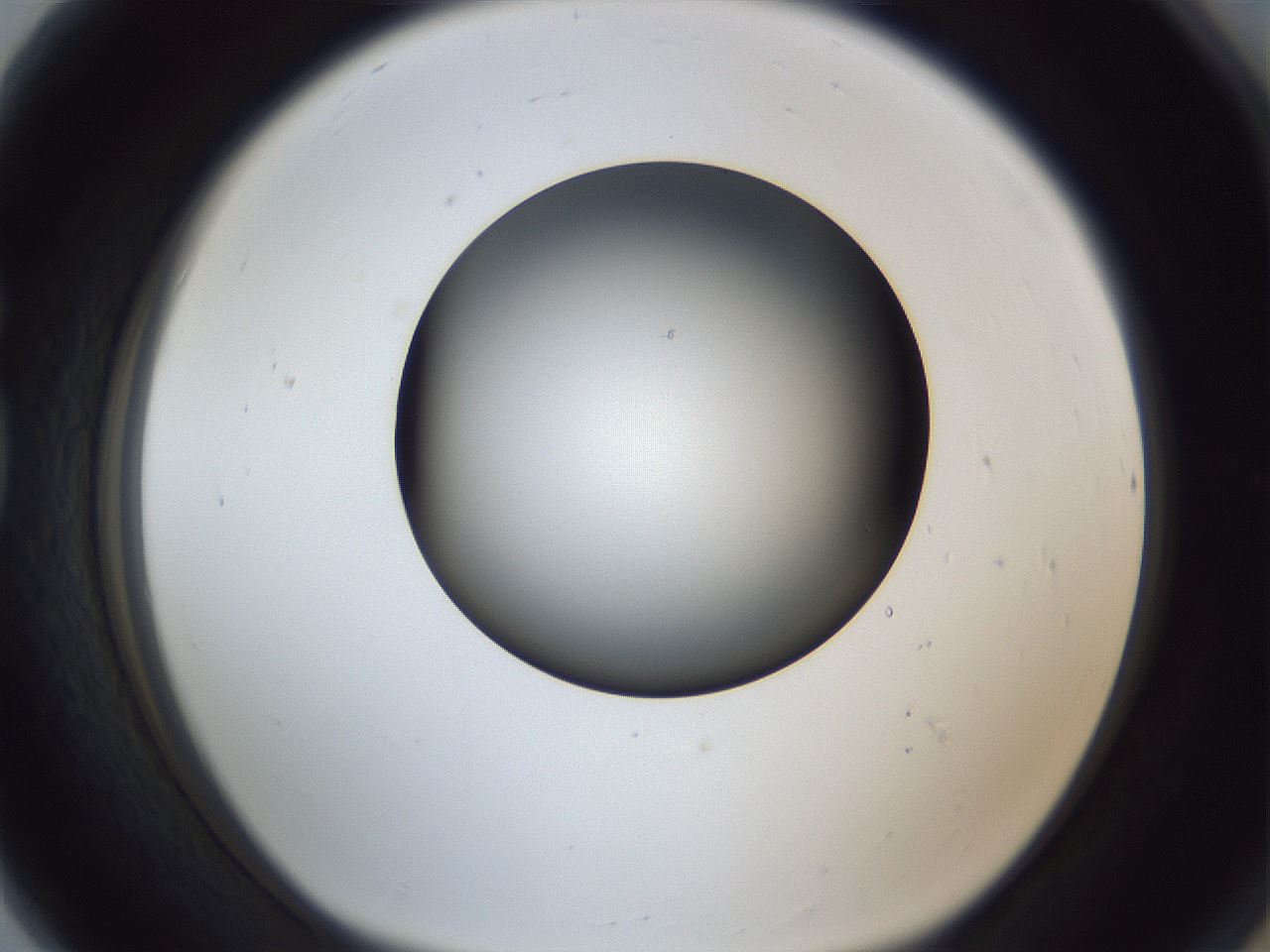 folderID364_plateID1364_batchID4726_wellNum80_profileID1_d1_r82734_ef.jpg