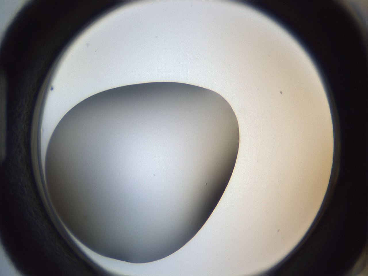 folderID364_plateID1364_batchID4726_wellNum87_profileID1_d1_r82748_ef.jpg