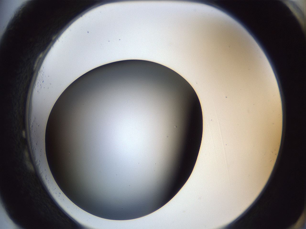 folderID364_plateID1364_batchID4726_wellNum87_profileID1_d2_r82749_ef.jpg