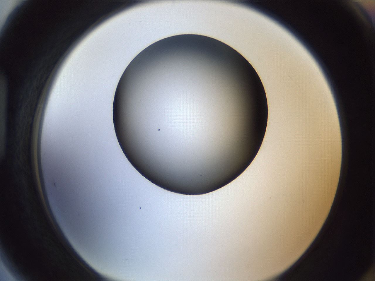 folderID364_plateID1364_batchID4726_wellNum89_profileID1_d1_r82752_ef.jpg