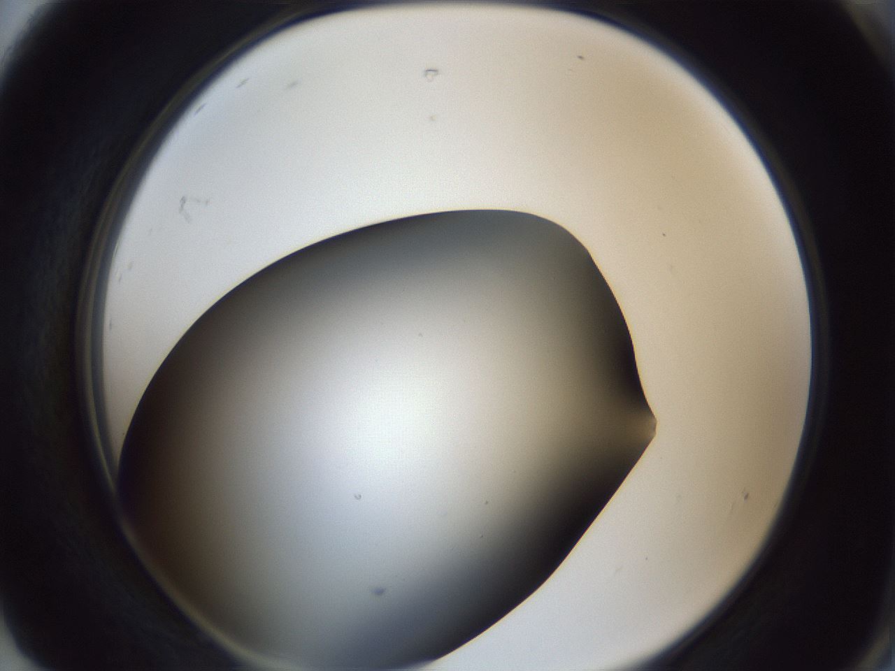 folderID364_plateID1364_batchID4726_wellNum92_profileID1_d2_r82759_ef.jpg
