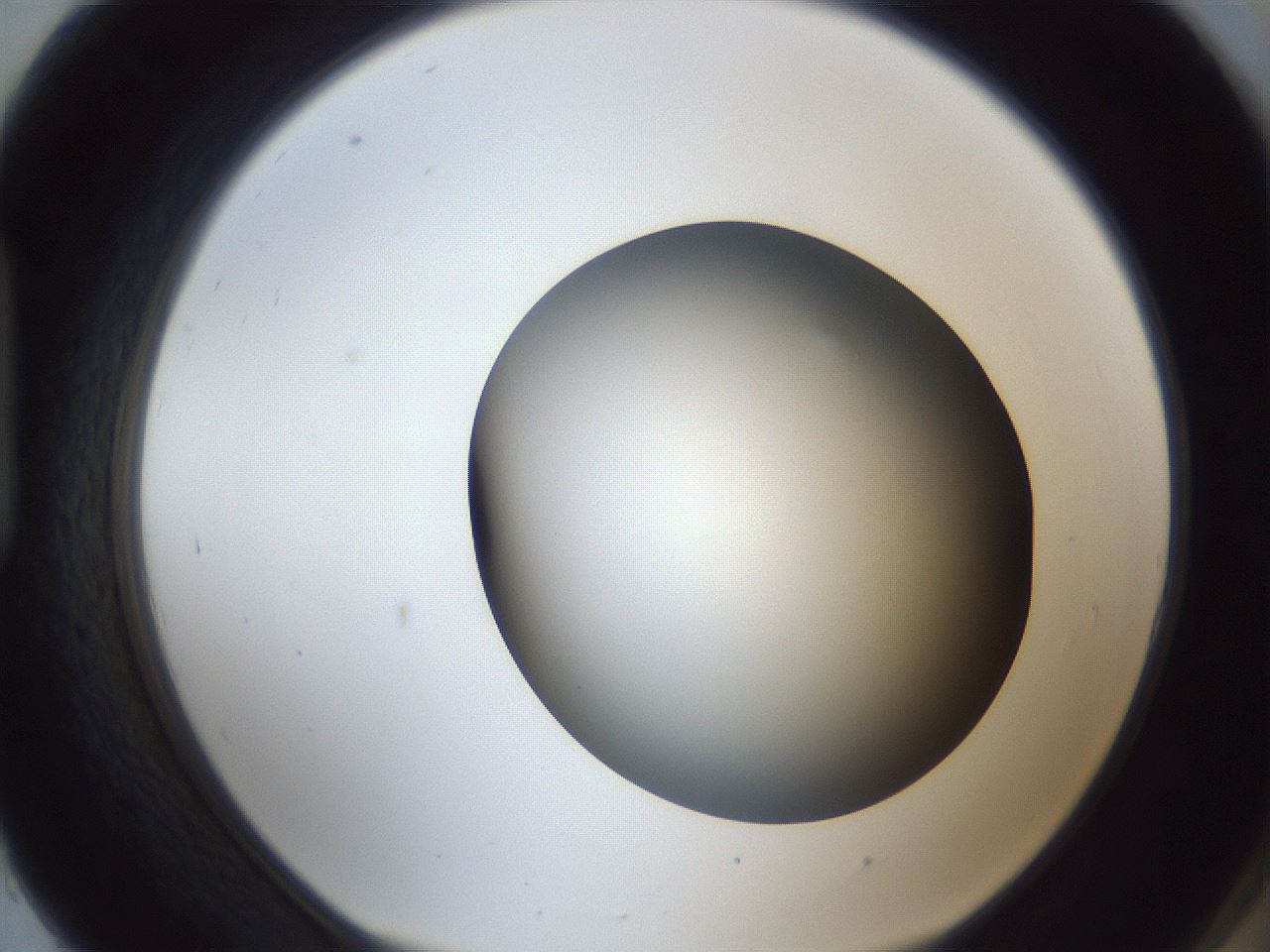 folderID364_plateID1364_batchID4726_wellNum93_profileID1_d1_r82760_ef.jpg