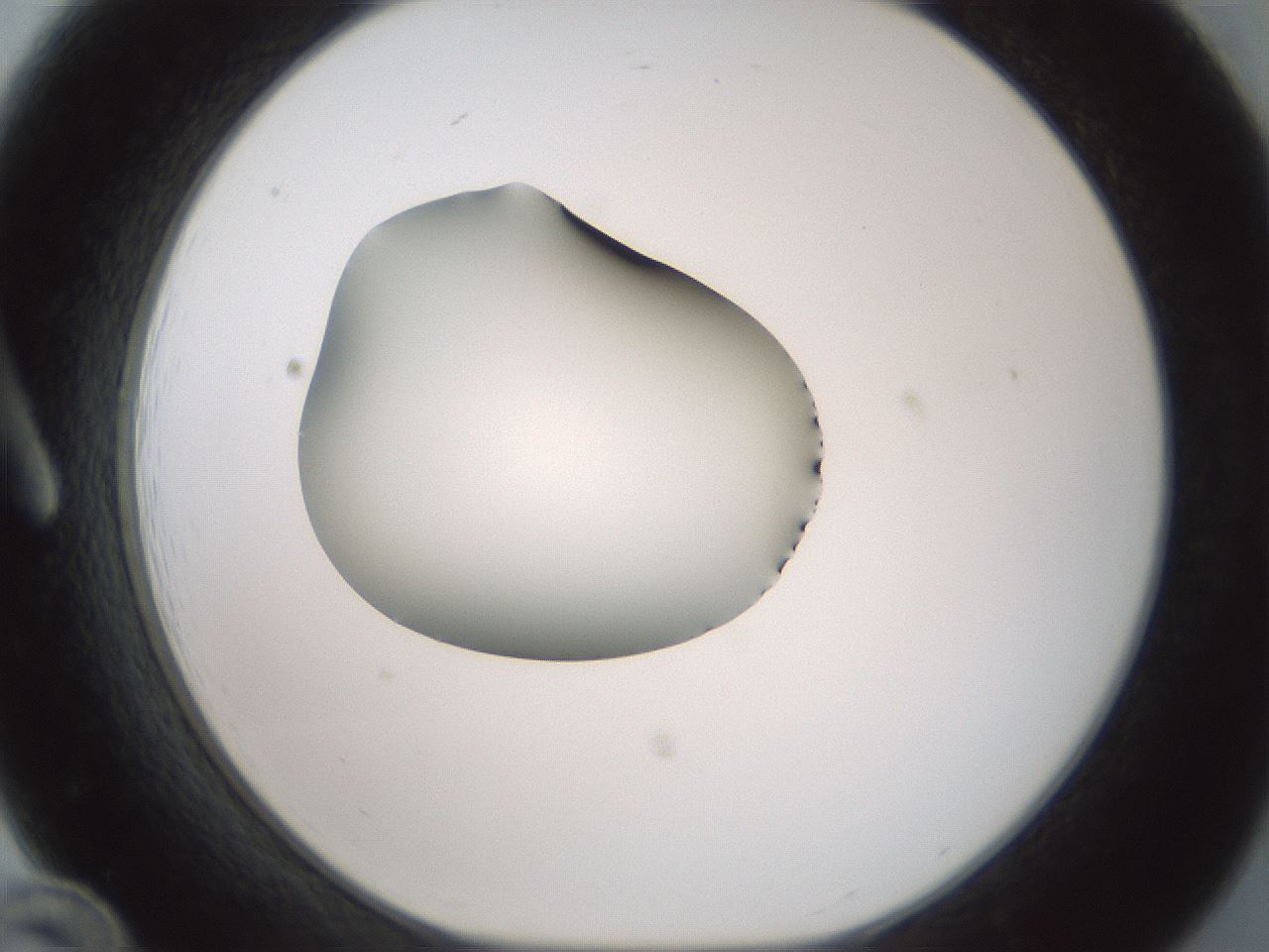 folderID365_plateID1365_batchID4729_wellNum12_profileID1_d1_r82779_ef.jpg