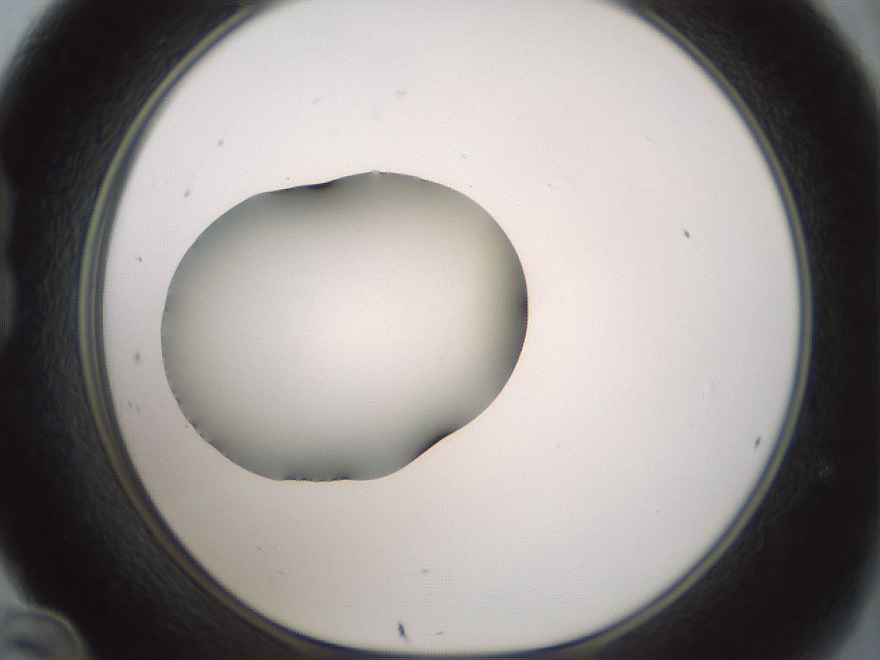 folderID365_plateID1365_batchID4729_wellNum24_profileID1_d1_r82791_ef.jpg
