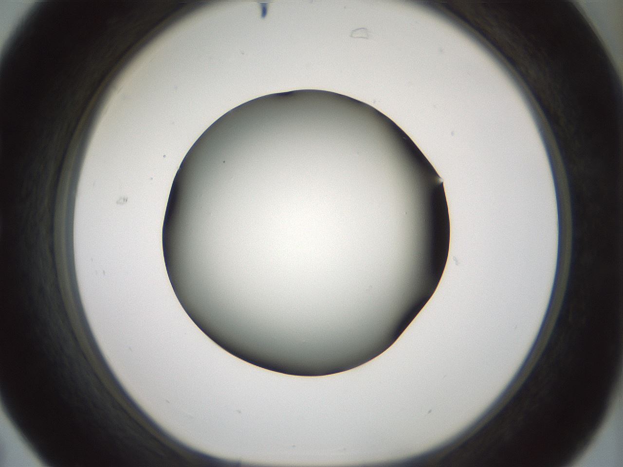 folderID365_plateID1365_batchID4729_wellNum31_profileID1_d1_r82798_ef.jpg