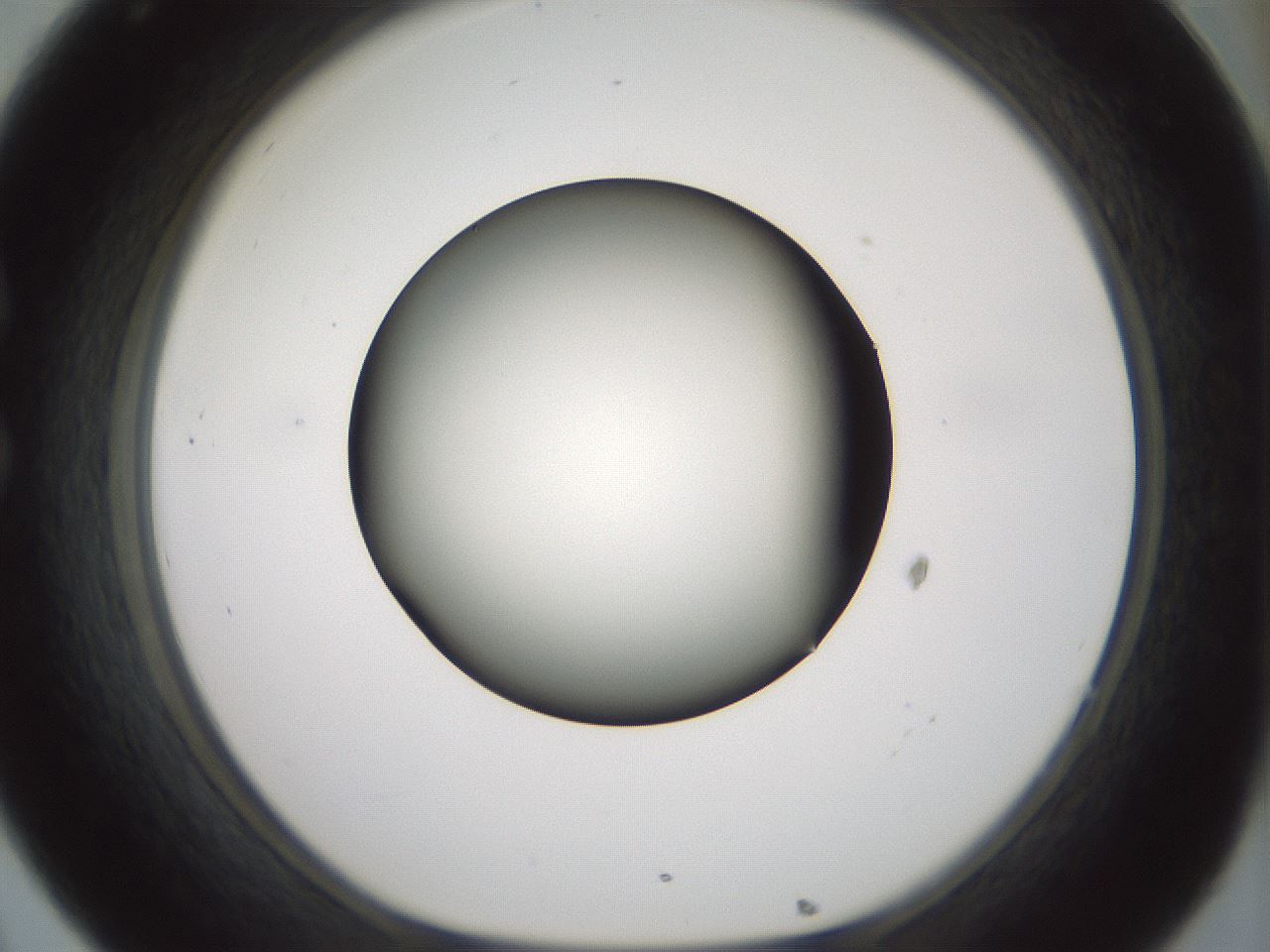 folderID365_plateID1365_batchID4729_wellNum32_profileID1_d1_r82799_ef.jpg