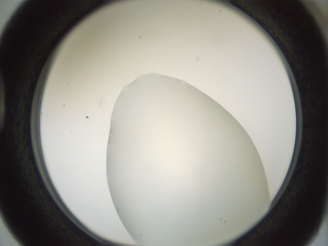 folderID365_plateID1365_batchID4729_wellNum38_profileID1_d1_r82805_ef.jpg